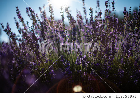 Hokkaido Furano City Kamifurano Lavender Fields Hokkaido Furano City Kamifurano Lavender Fields 118359955