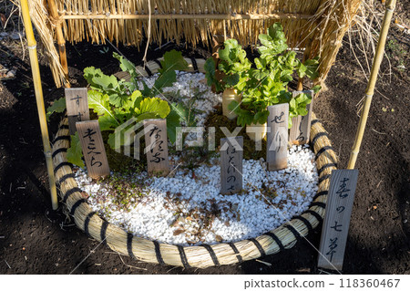 一排可愛的觀賞性春季草本植物 一排可愛的觀賞性春季草本植物 118360467