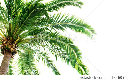 Palm tree illustration 06 118360553
