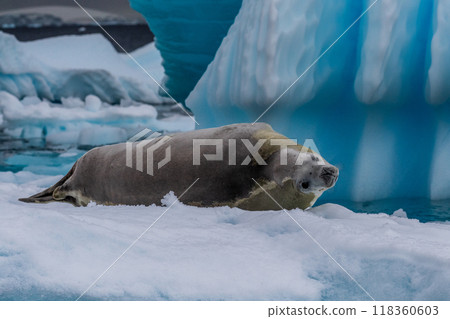 Crabeater Seal resting on a sheet of ice 118360603