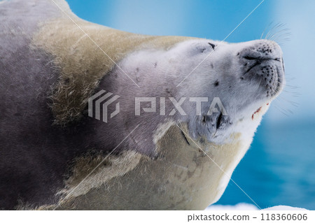 Crabeater Seal resting on a sheet of ice 118360606