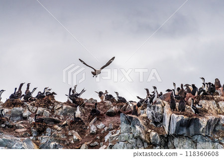 Brown skua attacking a penguin colony 118360608