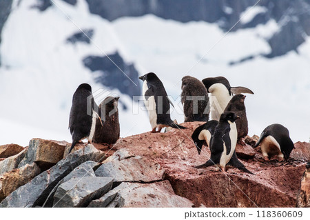 Impression of the Adelie Penguin Colony at the fish islands Impression of the Adelie Penguin Colony at the fish islands 118360609