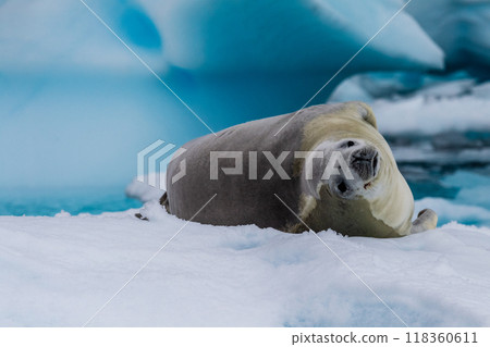 Crabeater Seal resting on a sheet of ice 118360611