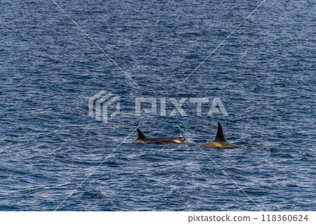 Killer whales in the Antarctic 118360624