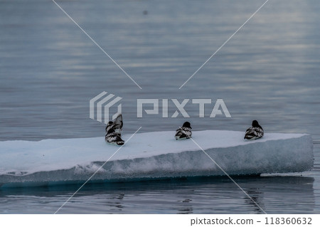 Cape Petrels resting on an iceberg Cape Petrels resting on an iceberg 118360632