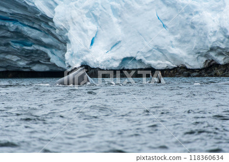 Antarctic landscape with a diving whale 118360634