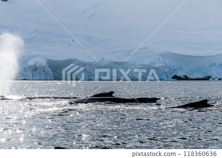 Detail of a humpback dorsal fin and blow hole 118360636