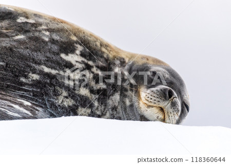 Resting Weddell Seal near Cuverville island 118360644