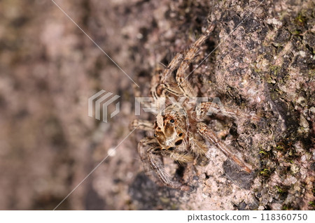 生物：蜘蛛，Chasuji鶲，雌性。大小1公分左右，毛茸茸的身體基本上是保護色。 118360750