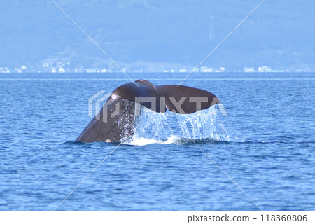 Sperm whale tail seen in the sea of Rausu, Shiretoko Sperm whale tail seen in the sea of Rausu, Shiretoko 118360806