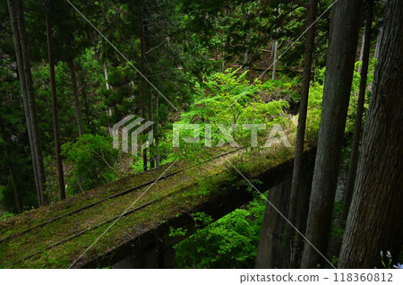 森林中廢棄的鐵軌和堅固的樹木 森林中廢棄的鐵軌和堅固的樹木 118360812