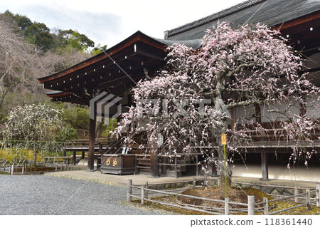 Tenryu-ji Temple in Sagano with weeping plum blossoms 118361440