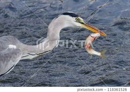 A heron spearing a river fish 118361526