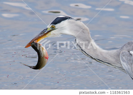 蒼鷺用喙刺傷河裡的魚 蒼鷺用喙刺傷河裡的魚 118361563