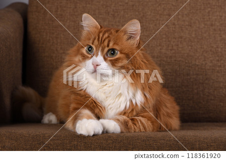 Portrait of a ginger cat lying on a sofa Portrait of a ginger cat lying on a sofa 118361920