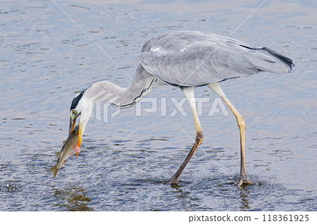 灰鷺吃鯔魚 118361925
