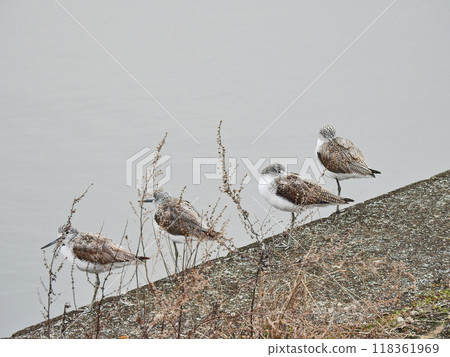 4 隻藍腳鷸,喙部微彎的聰明鳥類 4 隻藍腳鷸,喙部微彎的聰明鳥類 118361969