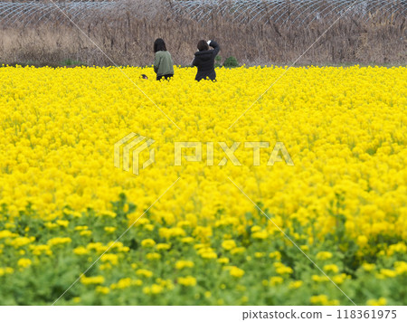 春油菜田開滿黃花 118361975