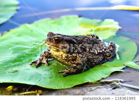 big frog, green leaf of water lily, water, reflection of clouds in water, close-up big frog, green leaf of water lily, water, reflection of clouds in water, close-up 118361995