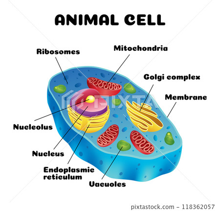 Animal cell anatomy infographics with detailed educative diagram and labelled elements realistic vector illustration 118362057
