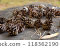 Pinecones on a stump 118362190