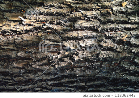Bark of a tree of heterogeneous texture, volume texture of gray color with deep cracks, rays of light on the surface Bark of a tree of heterogeneous texture, volume texture of gray color with deep cracks, rays of light on the surface 118362442