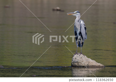 A Grey Heron Looking Sideways A Grey Heron Looking Sideways 118362650