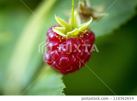 Single raspberry berry 118362654