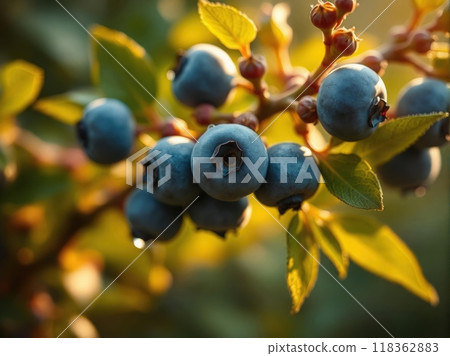 Ripe blueberries glowing in the golden sunlight, hanging from vibrant green branches. A beautiful close-up capturing the freshness, natural sweetness, and rich colors of these nutritious fruits  118362883