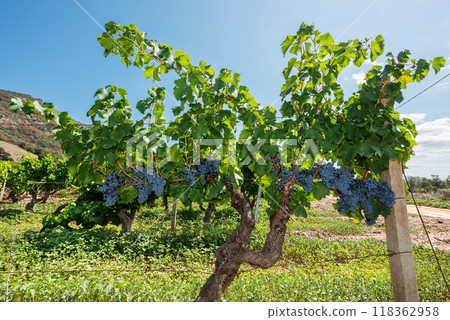 Cannonau grape plant with bunches of ripe grapes. Agriculture. Cannonau grape plant with bunches of ripe grapes. Agriculture. 118362958