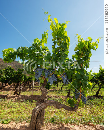 Cannonau grape plant with bunches of ripe grapes. Agriculture. 118362960