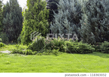 Landscaping of the backyard Landscaping of the backyard 118363032