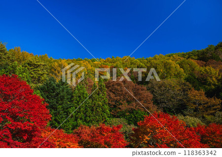 Autumn leaves at Momiji Lake, Minowa Town 118363342