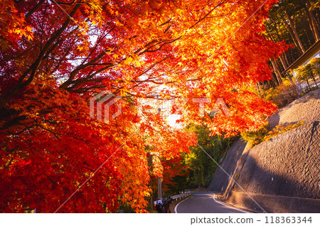 Autumn leaves of Lake Maple 118363344