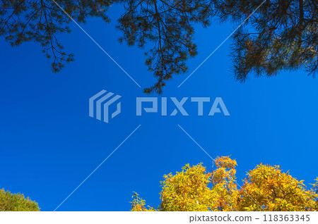 Autumn sky and yellow leaves of oak trees Autumn sky and yellow leaves of oak trees 118363345