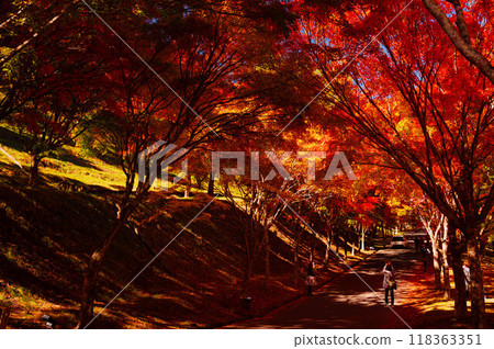 紅葉湖秋葉隧道 118363351