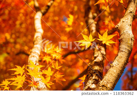 秋天的楓葉 118363362