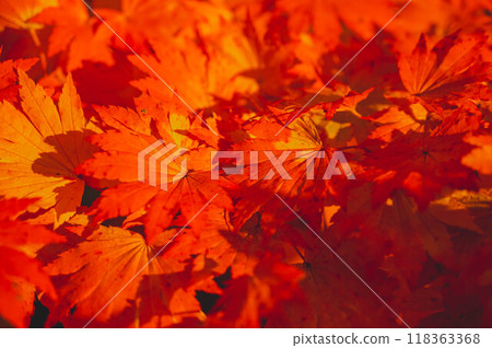 矮小的蜘蛛槭樹秋葉 118363368