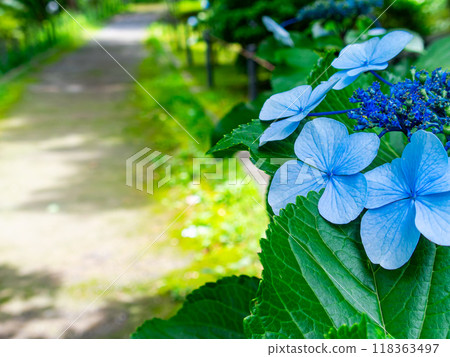孫府城遺址風景優美莊嚴,繡球花色彩繽紛美麗 孫府城遺址風景優美莊嚴,繡球花色彩繽紛美麗 118363497