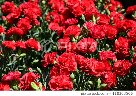 Carnation (Caryophyllaceae, Dianthus genus) 118363506