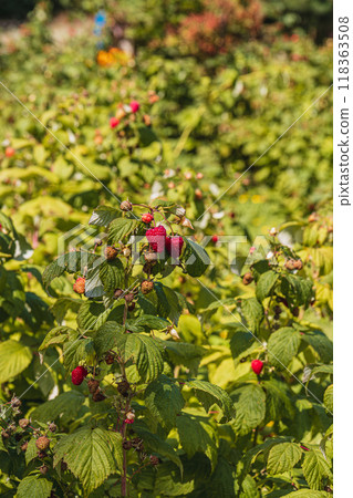 ripe raspberries on the branches in the garden in the morning ripe raspberries on the branches in the garden in the morning 118363508