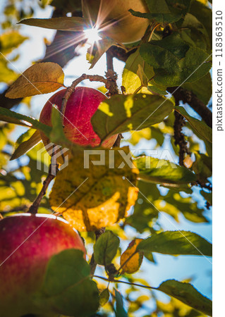 Red ripe apple on apple tree branch with sunbeam Red ripe apple on apple tree branch with sunbeam 118363510
