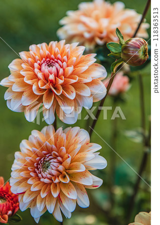 A vibrant display of blooming dahlias in varying shades of peach and pink. 118363513