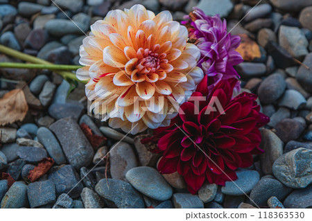 peach, purple, red velvet dahlias lie on stones 118363530