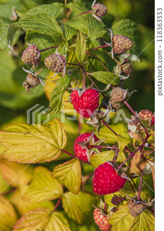 ripe raspberries on the bushes in the garden 118363553