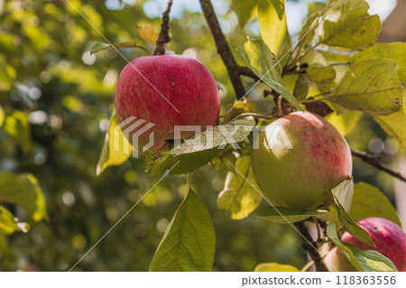 Ripe apples on the branches of an apple tree with a sunbeam on them 118363556