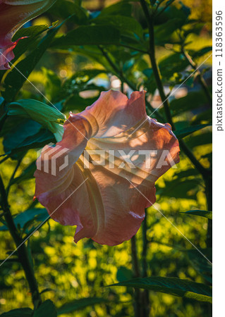 Brugmansia, Angel's trumpet, pink stramonium at garden Brugmansia, Angel's trumpet, pink stramonium at garden 118363596