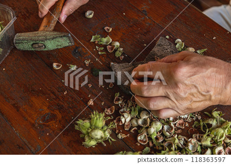 An elderly man cleans hazelnuts with a hammer An elderly man cleans hazelnuts with a hammer 118363597