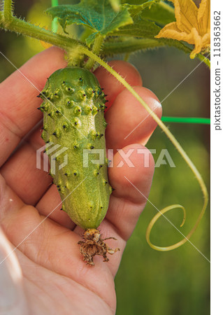 ripe cucumber in hand on the background of green leaves in the garden ripe cucumber in hand on the background of green leaves in the garden 118363662